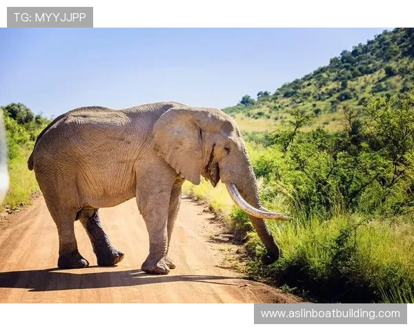 小象的成长故事：从草原到丛林，它如何成为自然界的强者